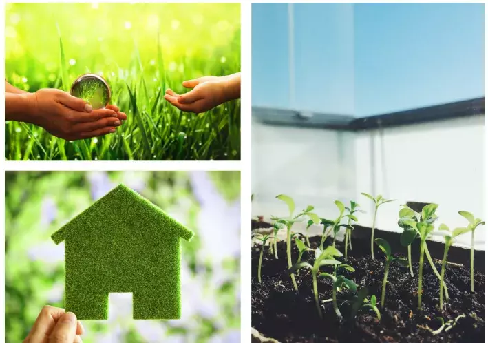 Grass, plants and a green house 